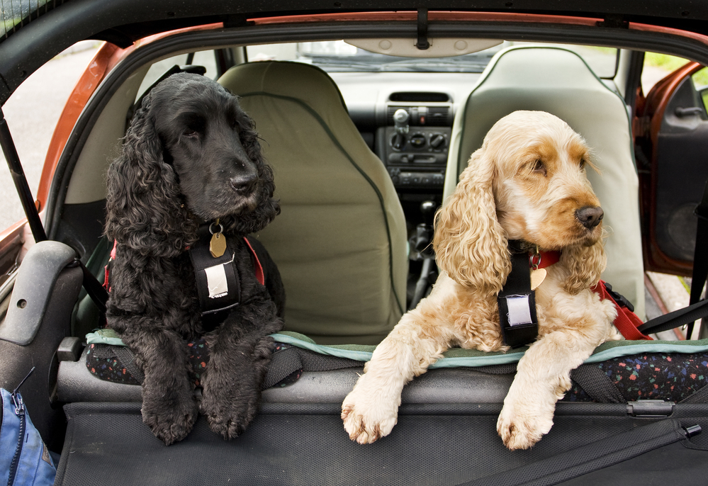 Cocker Spaniel dogs