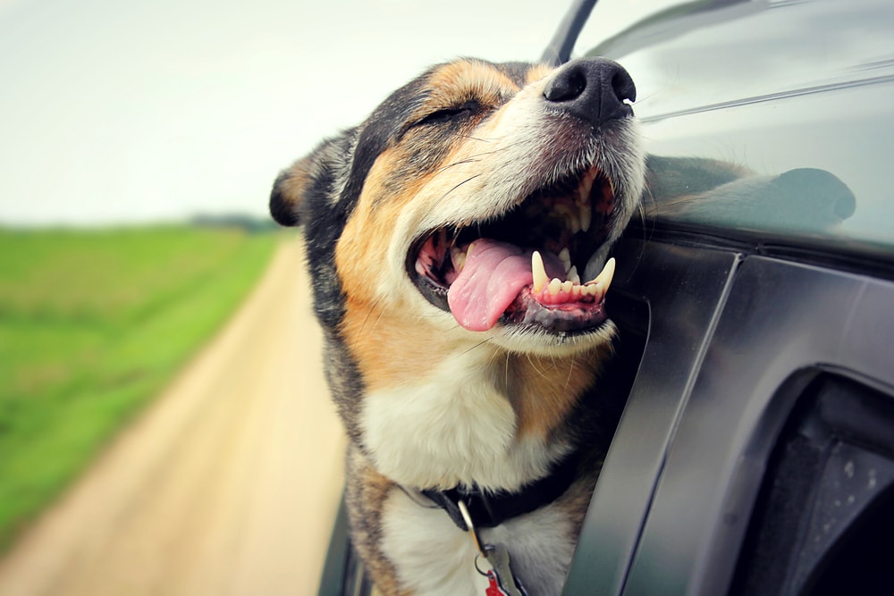 dog outside window