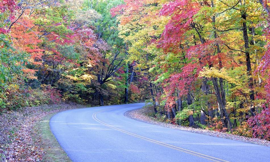 A winding road surrounded by trees.