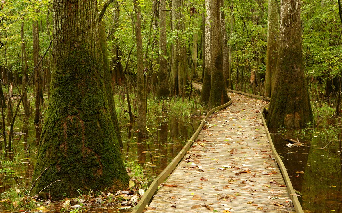 The walkway of the Boardwalk Loop trail at Congaree National Park.