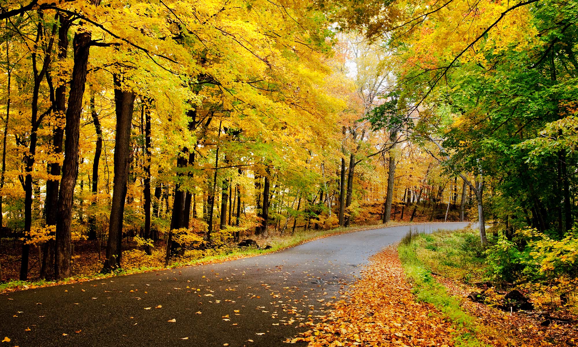 A road surrounded by trees during fall.