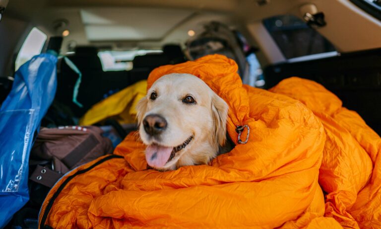 A dog wearing a winter hat sitting in the trunk of a car.