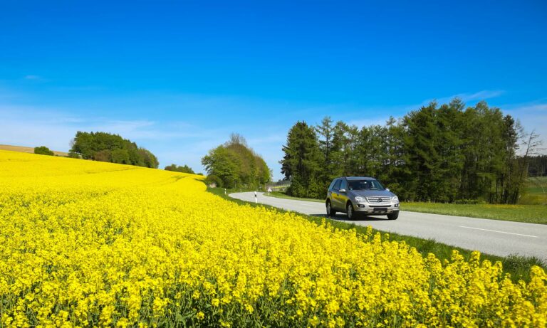 A car drives down a country road next to a field of flowers.