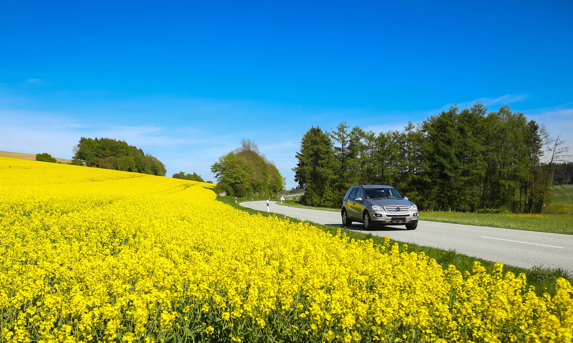 A car drives down a country road next to a field of flowers.