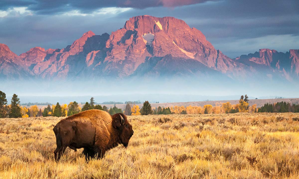 A bison roaming a field in front of Mount Moran in Jackson Hole, WY.