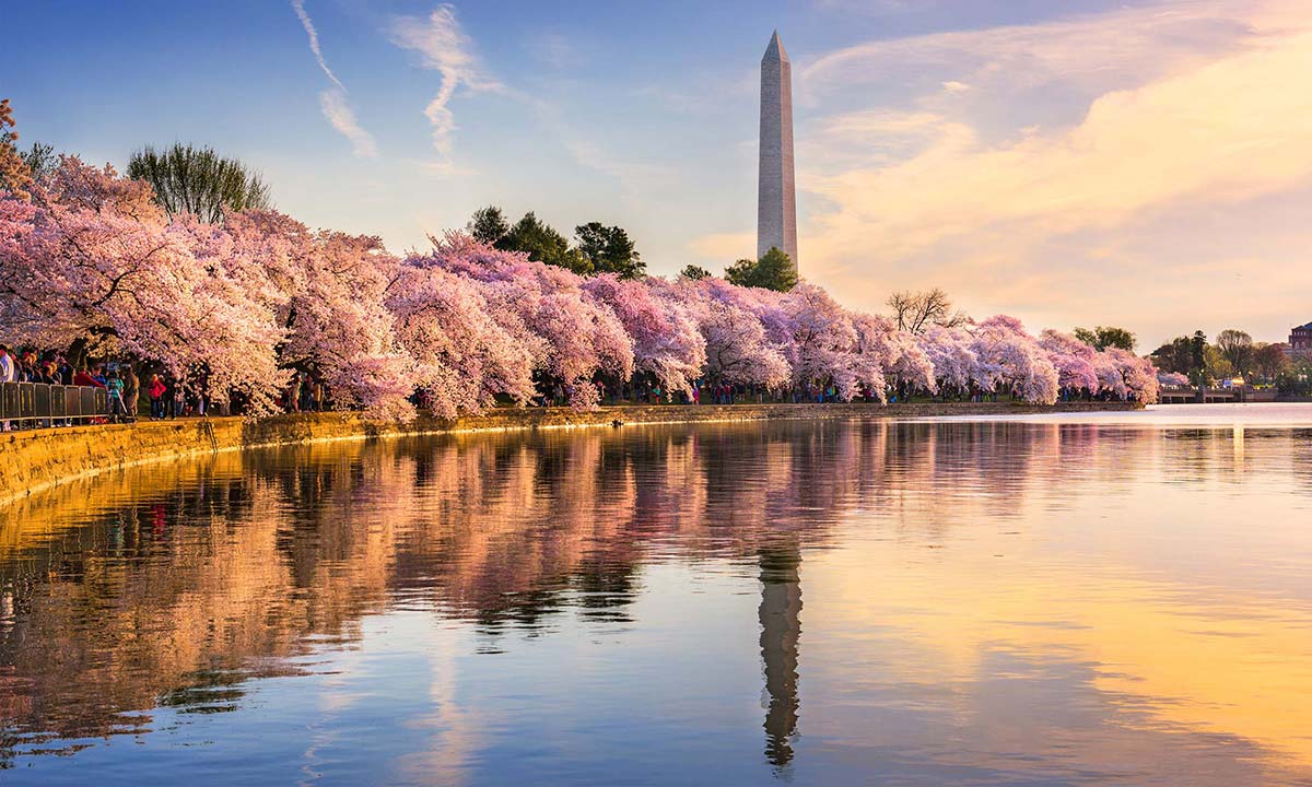 The Washington Monument surround by blooming cherry blossoms.